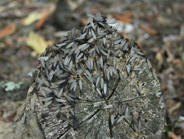 termite-bois