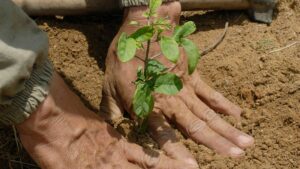reforestation