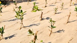 reforestation