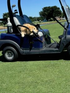 batterie lithium golfette